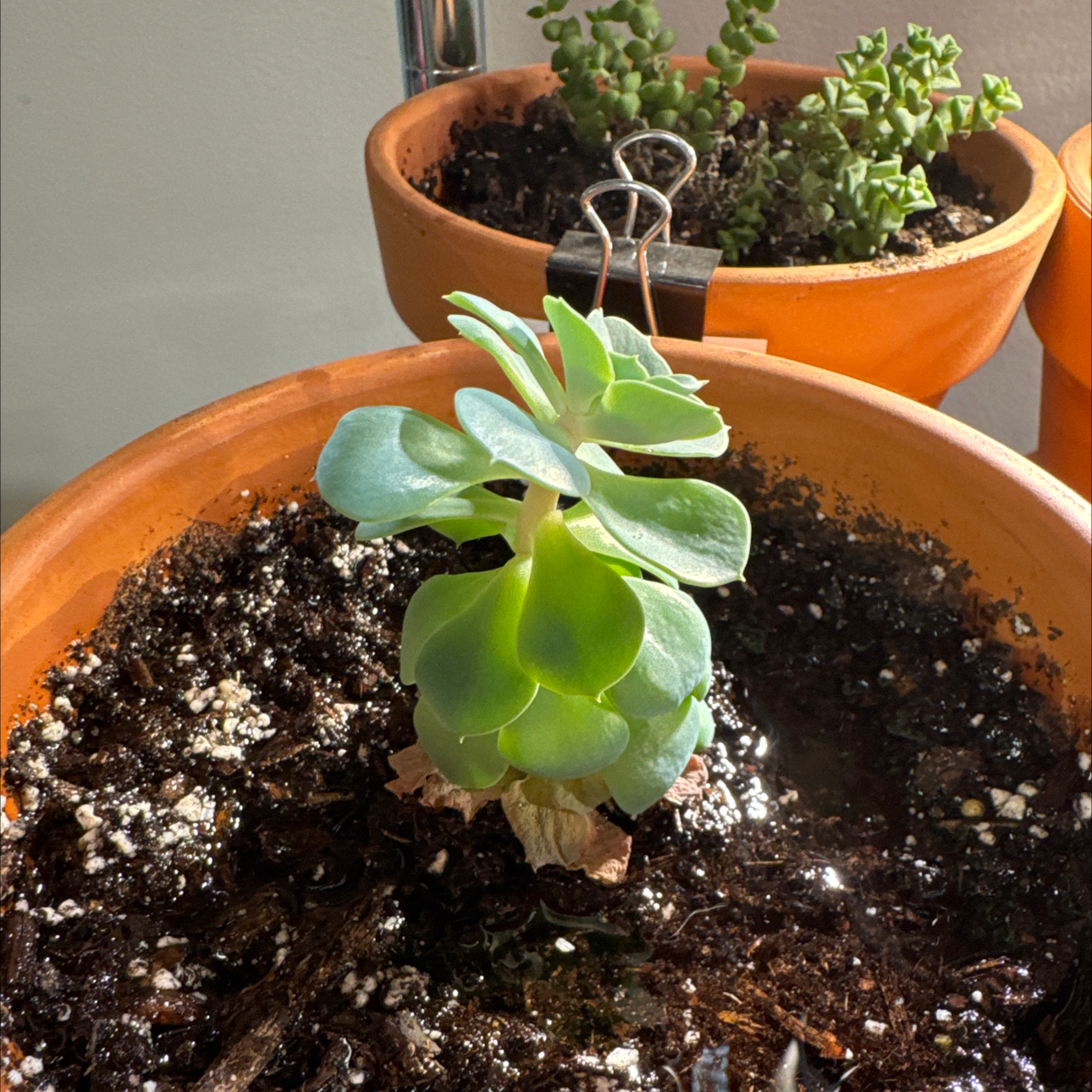 Photo of the plant species Peaches and Cream by @KajiShun named Waylon Smithers on Greg, the plant care app