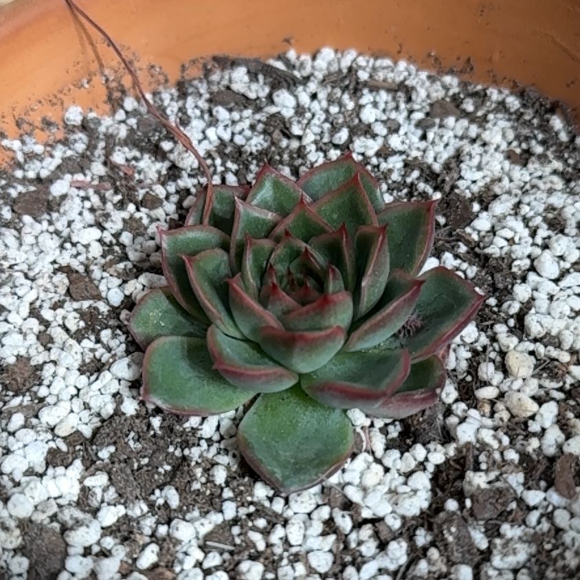 Photo of the plant species Echeveria 'Cris' by @KajiShun named Robot Devil on Greg, the plant care app