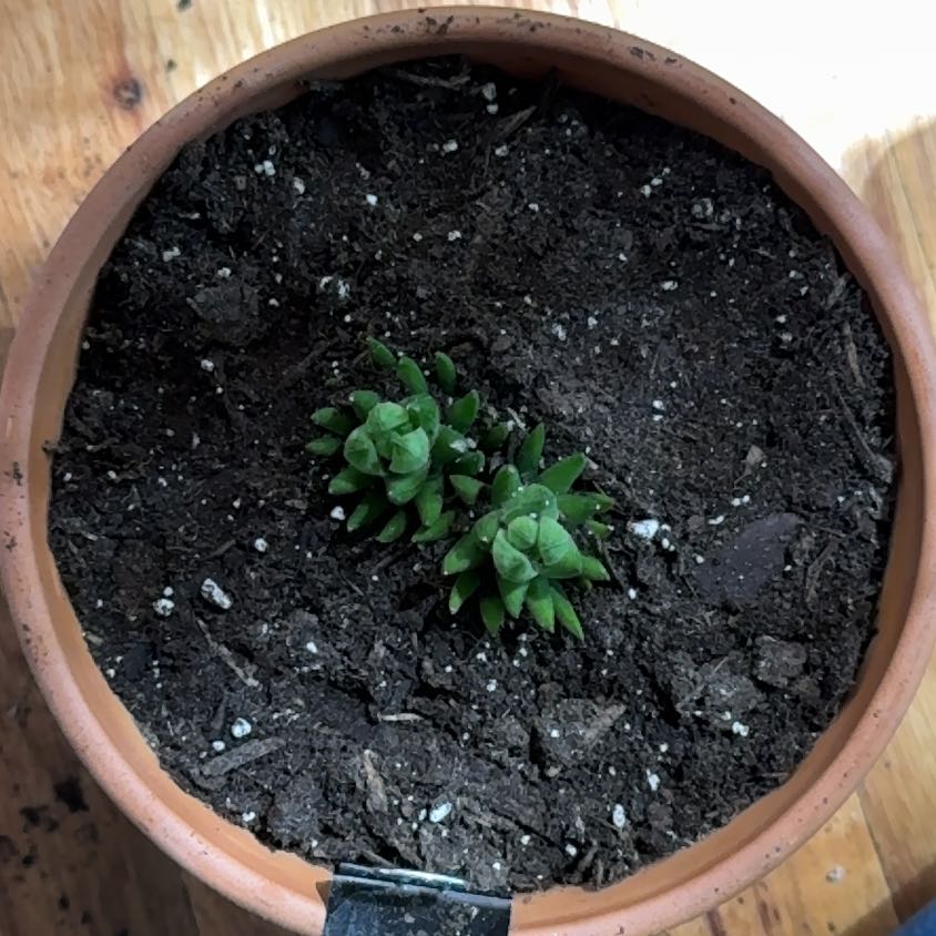 Photo of the plant species Crowded Haworthia by @KajiShun named Smitty on Greg, the plant care app