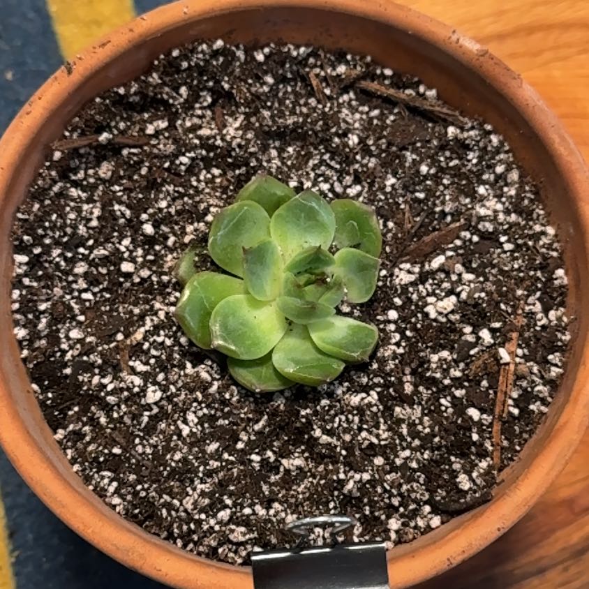 Photo of the plant species Echeveria 'Cris' by @KajiShun named Boxy on Greg, the plant care app