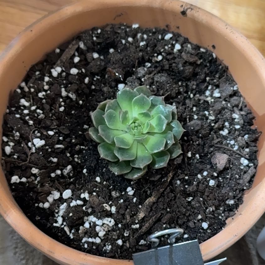 Photo of the plant species Graptoveria 'Olivia' by @KajiShun named Terry on Greg, the plant care app