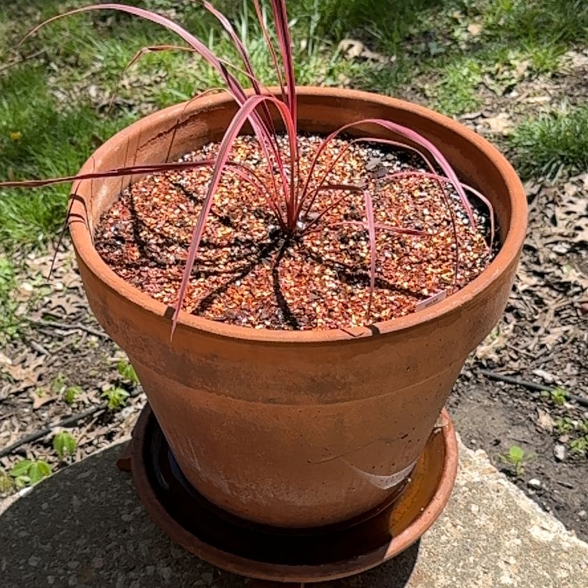 Photo of the plant species Cordyline 'Salsa' by @KajiShun named Zeus on Greg, the plant care app