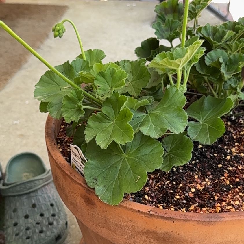 Photo of the plant species Geranium 'Moxie! White' by @KajiShun named Aphrodite on Greg, the plant care app