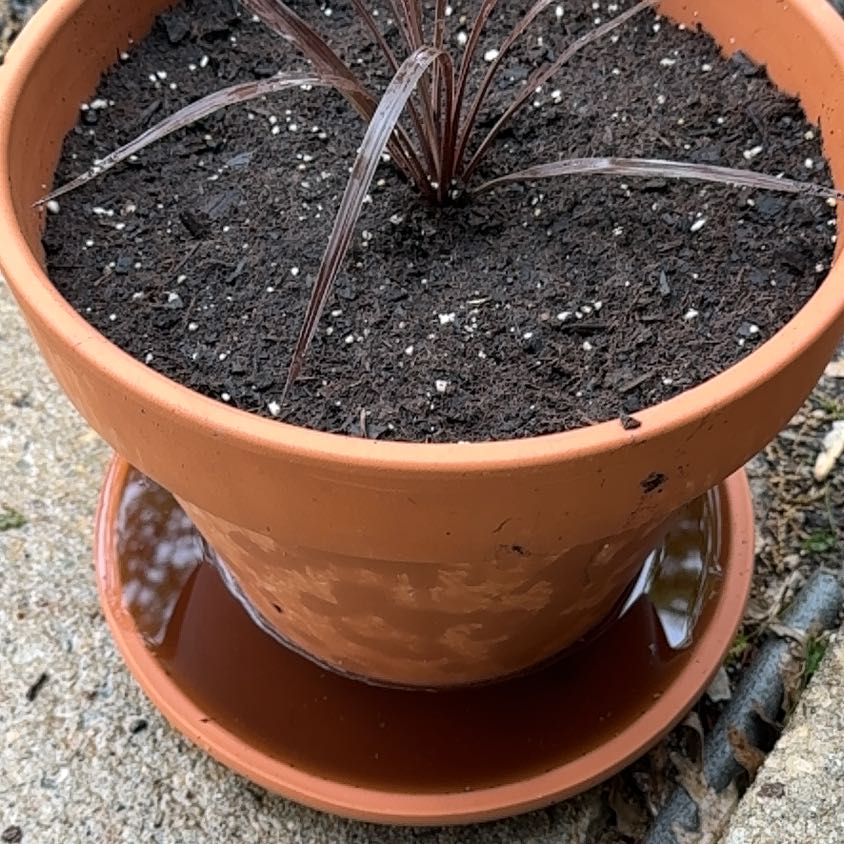 Photo of the plant species Cordyline australis 'Red Star' by @KajiShun named Demeter on Greg, the plant care app