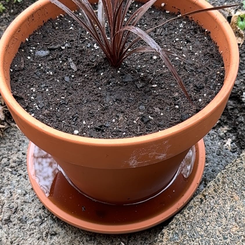 Photo of the plant species Cordyline australis 'Red Star' by @KajiShun named Hera on Greg, the plant care app