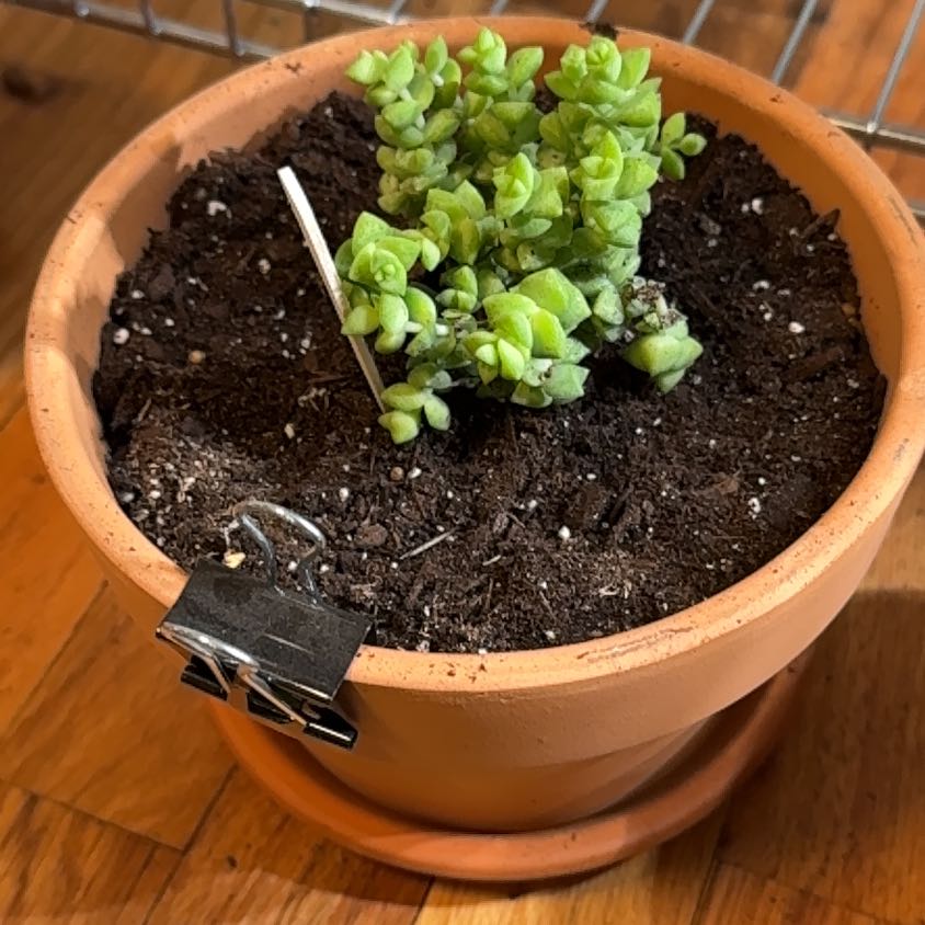 Photo of the plant species Tom Thumb by @KajiShun named Professor Fink on Greg, the plant care app