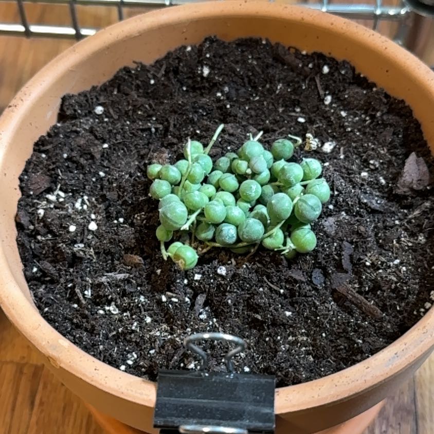Photo of the plant species Senecio String of Pearls by @KajiShun named Hans Moleman on Greg, the plant care app
