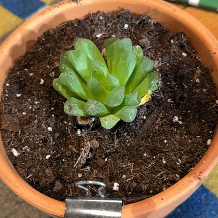 Photo of the plant species Haworthia 'Obtusa' by @KajiShun named Zapp Branigan on Greg, the plant care app