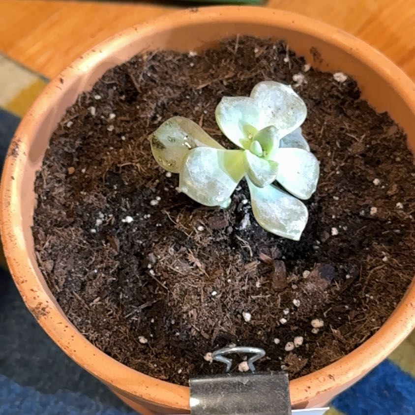 Photo of the plant species Graptopetalum 'Purple Delight' by @KajiShun named Calculon on Greg, the plant care app