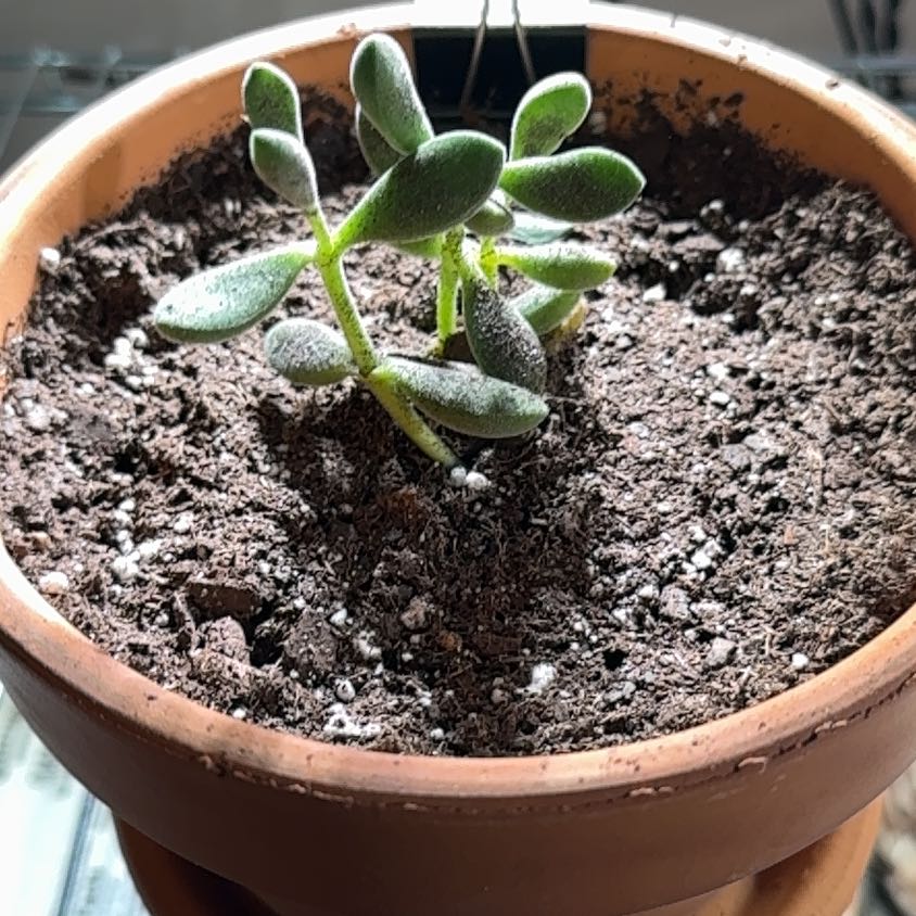 Photo of the plant species Crassula Green Beans by @KajiShun named Frank Grimes, Jr. on Greg, the plant care app