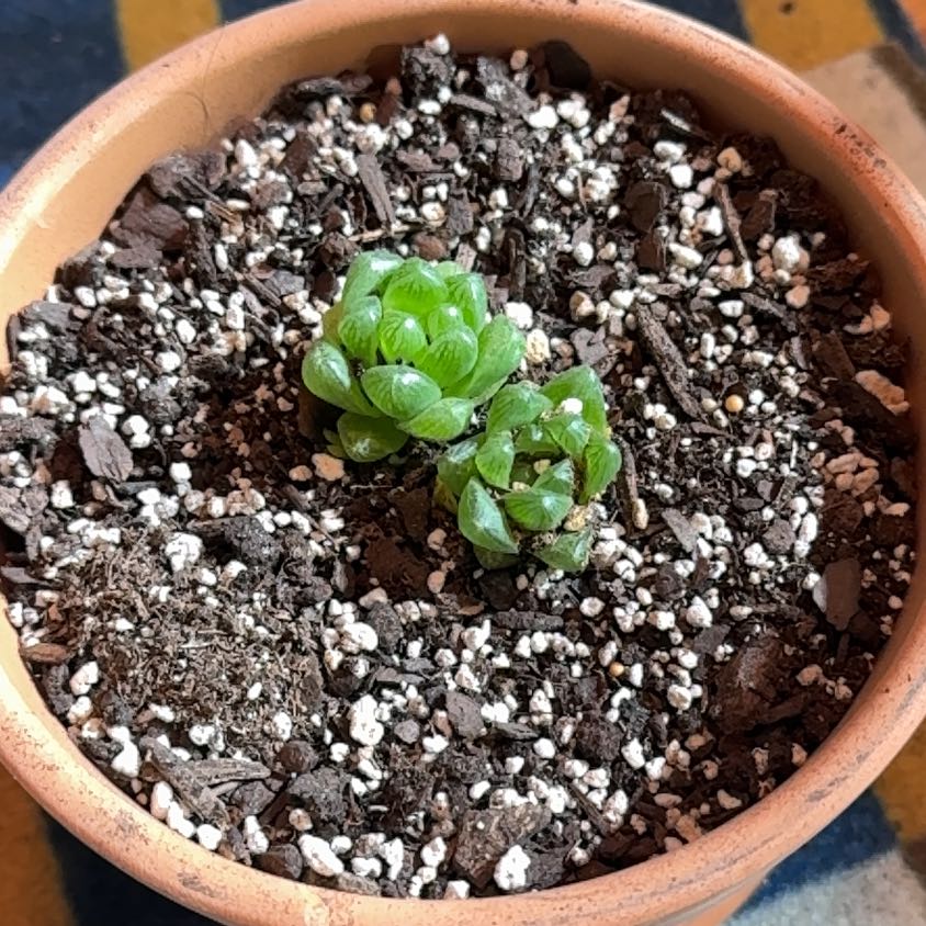 Photo of the plant species Haworthia 'Obtusa' by @KajiShun named Mayor Poopenmeyer on Greg, the plant care app