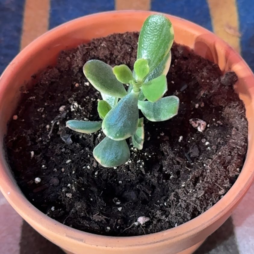 Photo of the plant species Hummels Sunset by @KajiShun named Todd Flanders on Greg, the plant care app