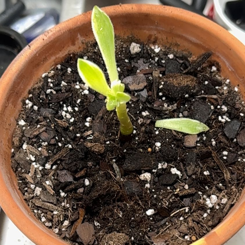 Photo of the plant species Tree Aeonium 'Luteovariegatum' by @KajiShun named Donbot on Greg, the plant care app