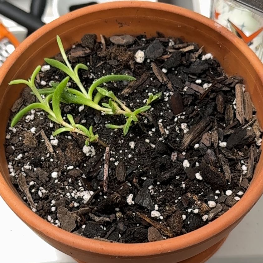 Photo of the plant species Slenderleaf Iceplant by @KajiShun named Michelle on Greg, the plant care app