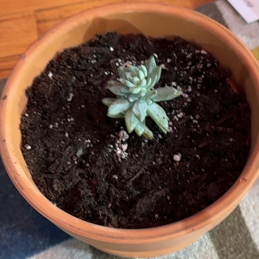 Photo of the plant species Sedeveria ‘Silver Frost’ by @KajiShun named Agnes Skinner on Greg, the plant care app