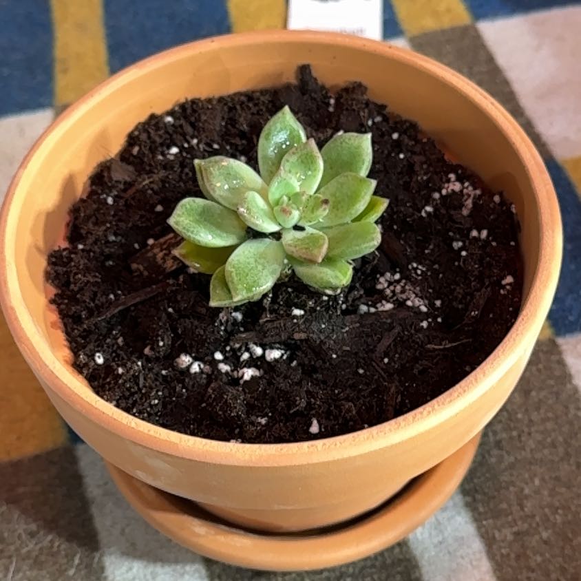 Photo of the plant species Melody by @KajiShun named Duff-Man on Greg, the plant care app