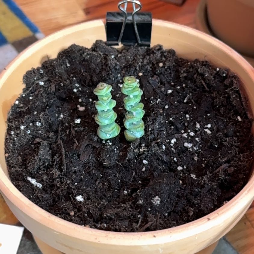 Photo of the plant species Crassula 'Baby's Necklace' by @KajiShun named Luigi on Greg, the plant care app