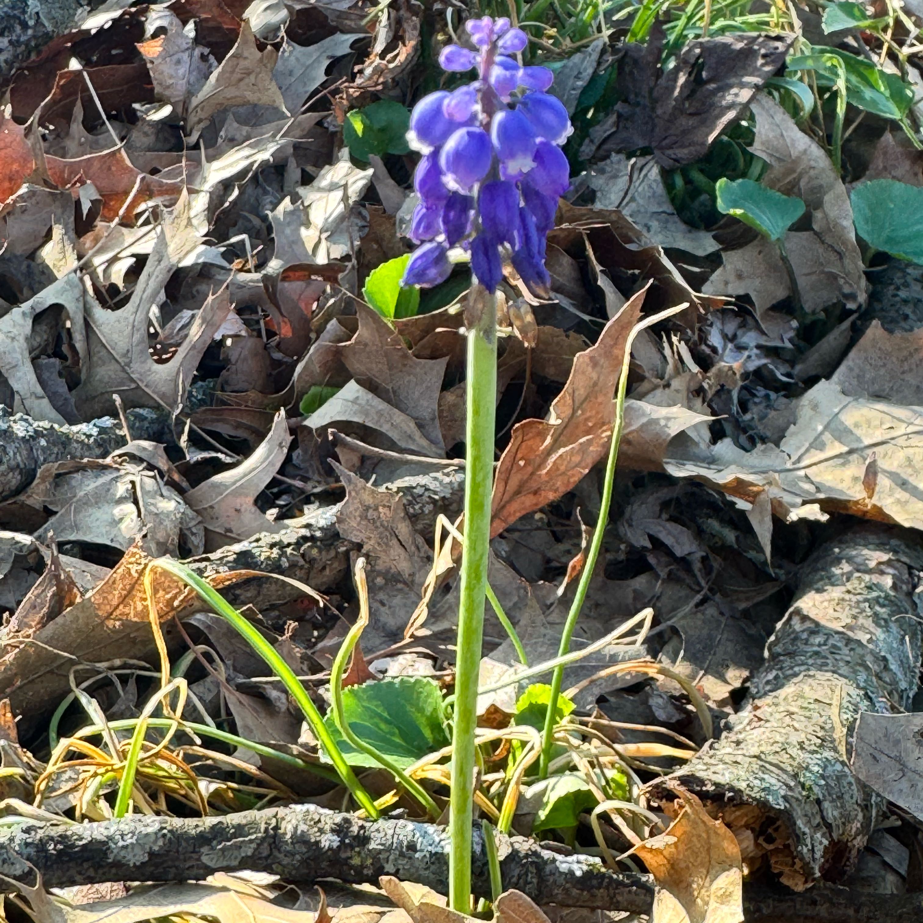 Photo of the plant species Common Grape Hyacinth by @KajiShun named Pinky on Greg, the plant care app