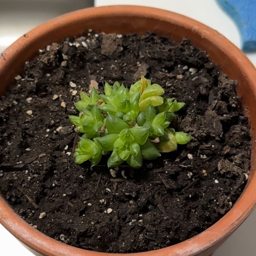 Photo of the plant species Haworthia marumiana by @KajiShun named Leo Wong on Greg, the plant care app