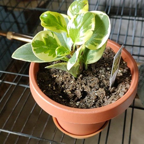 Photo of the plant species Pepperonmia Raindrop by @AliveJellyplant named Bratt on Greg, the plant care app