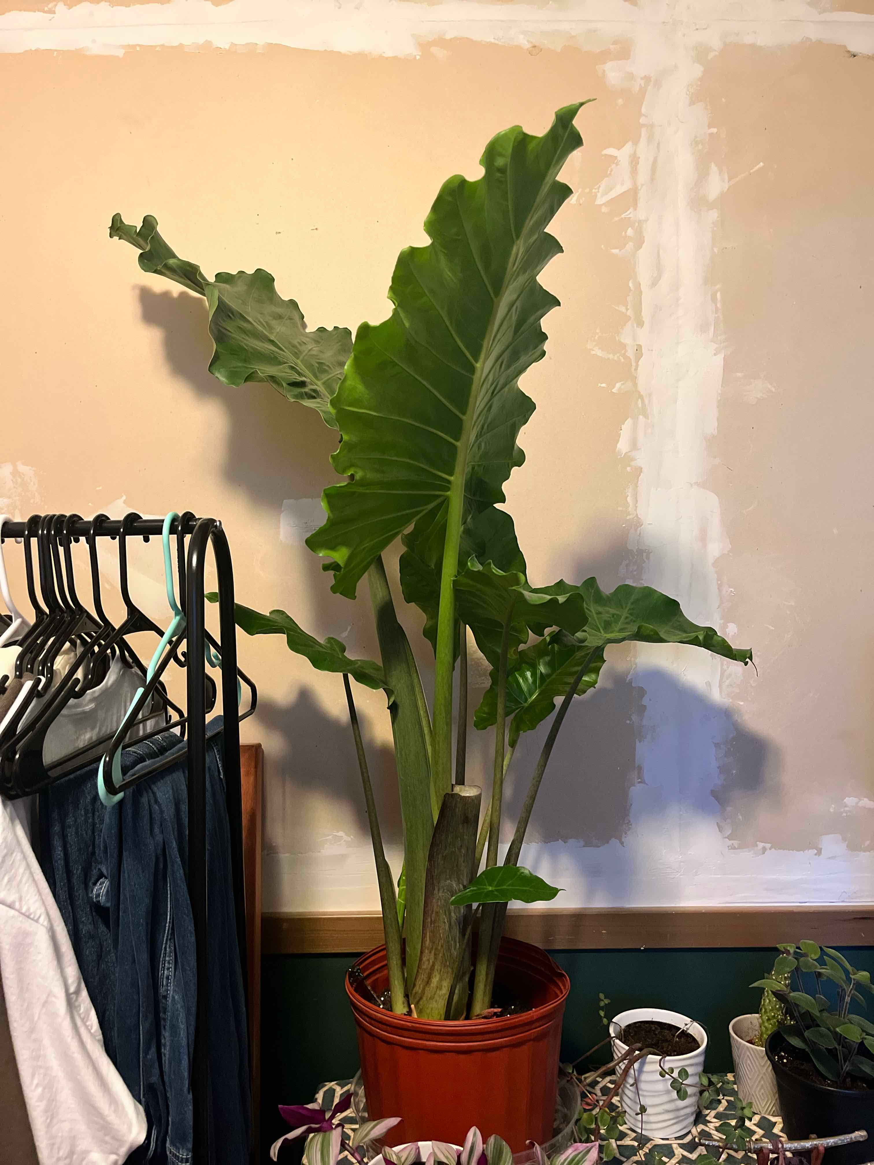 Photo of the plant species Elephant ear by @Colter named Athena on Greg, the plant care app
