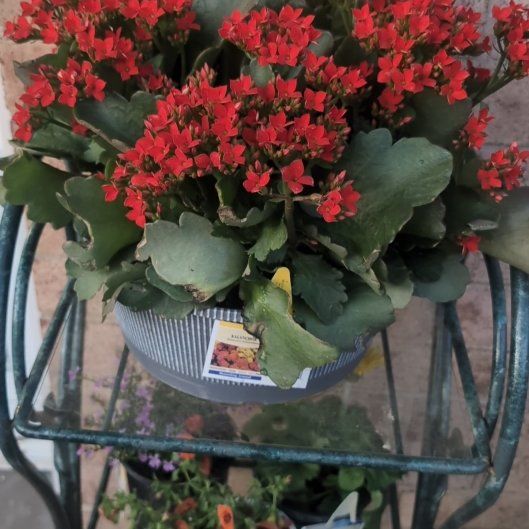 Photo of the plant species Kalanchoe blossfeldiana 'Purple-Red' by @spectaculauren named Khaleesi on Greg, the plant care app