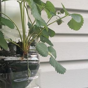 Photo of the plant species Allstar Strawberry by @GoldCastorbean named Tupot amaroot on Greg, the plant care app