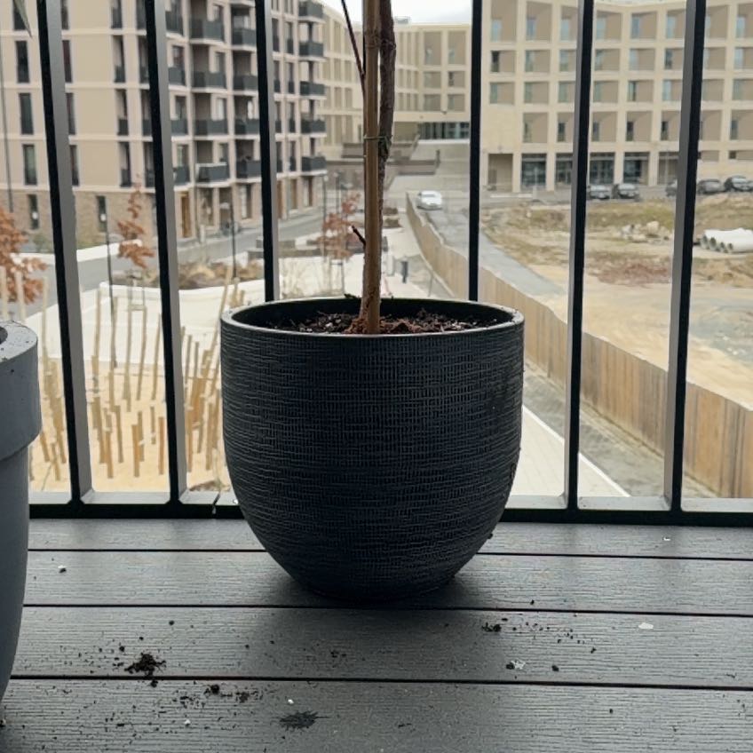 Photo of the plant species Ginkgo Tree by Anastasia named Генка on Greg, the plant care app