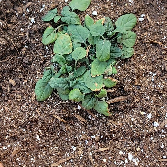 Photo of the plant species Self Heal by @ManlyRose named Bigleef Smalls on Greg, the plant care app