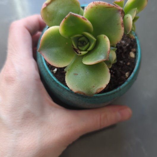 Photo of the plant species Aeonium 'Sundancer' by @DeanSnowbramble named Osmo on Greg, the plant care app