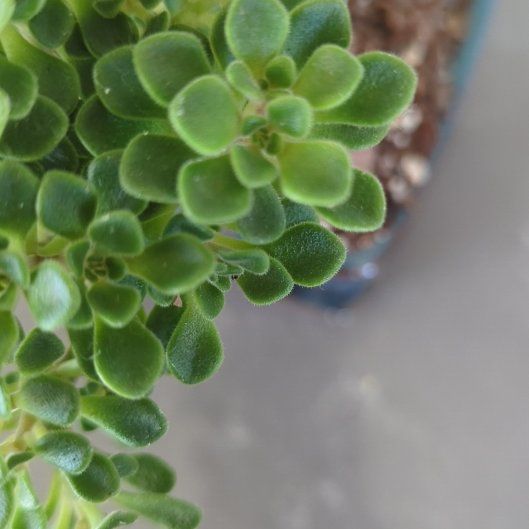 Photo of the plant species Aeonium 'Irish Bouquet' by @DeanSnowbramble named Anne on Greg, the plant care app