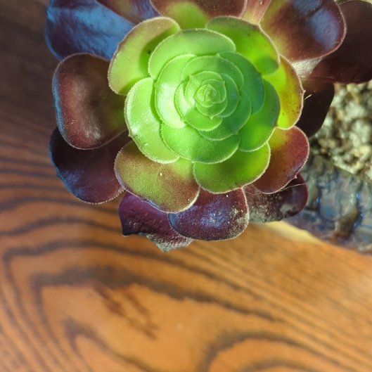 Photo of the plant species Aeonium 'Big Bang' by @DeanSnowbramble named Aristotle on Greg, the plant care app