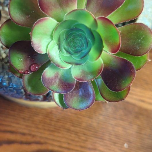 Photo of the plant species Aeonium 'Velour' by @DeanSnowbramble named Leaf Erickson on Greg, the plant care app