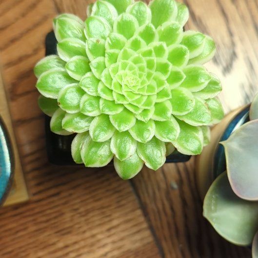 Photo of the plant species Aeonium 'Emerald Ice' by @DeanSnowbramble named Emerald on Greg, the plant care app