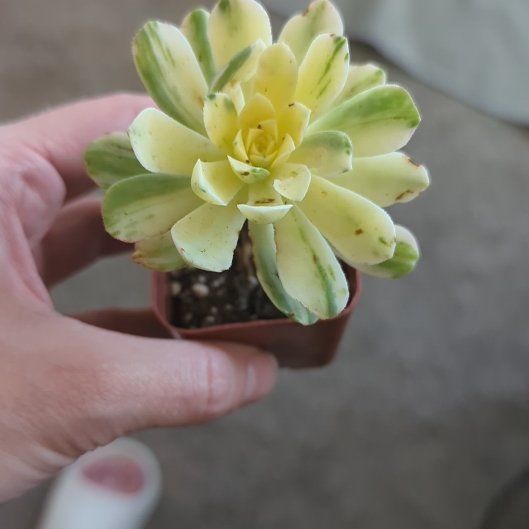 Photo of the plant species Aeonium castello-paivae variegata 'Suncup' by @DeanSnowbramble named Beckham on Greg, the plant care app