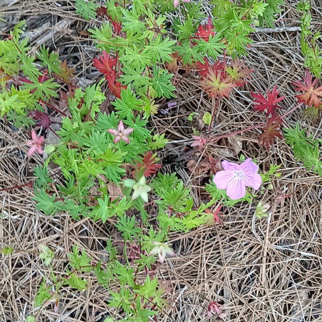 Photo of the plant species Longstalk Cranesbill by @EuphoricAlfalfa named Miley on Greg, the plant care app