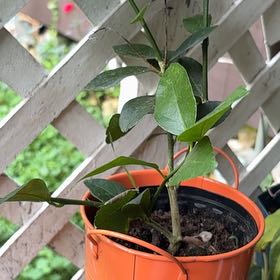Photo of the plant species Sweet Bay by Shirene named Scarlett on Greg, the plant care app