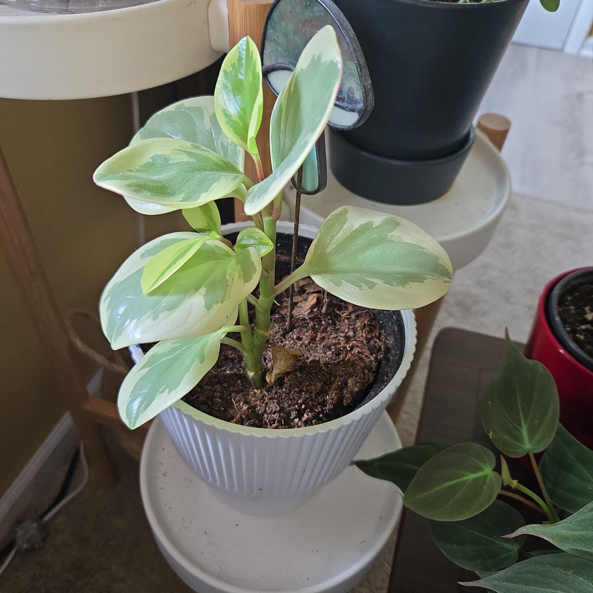 Photo of the plant species Peperomia obtipan by @SuperbProlifica named Citris Pepper on Greg, the plant care app