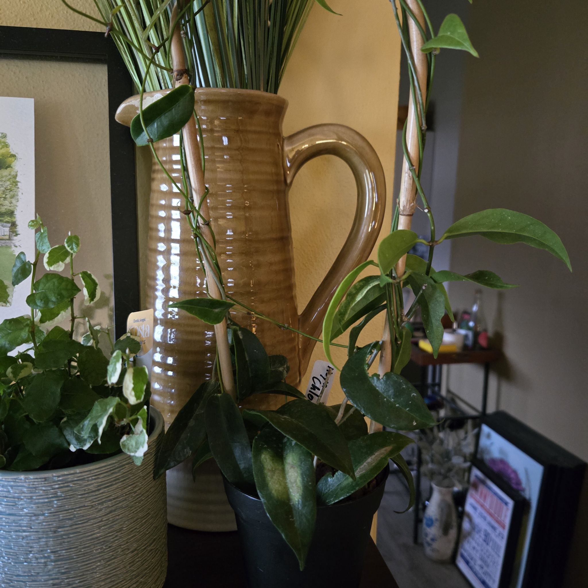 Photo of the plant species Hoya betchei by @SuperbProlifica named Hoya chlorantha on Greg, the plant care app