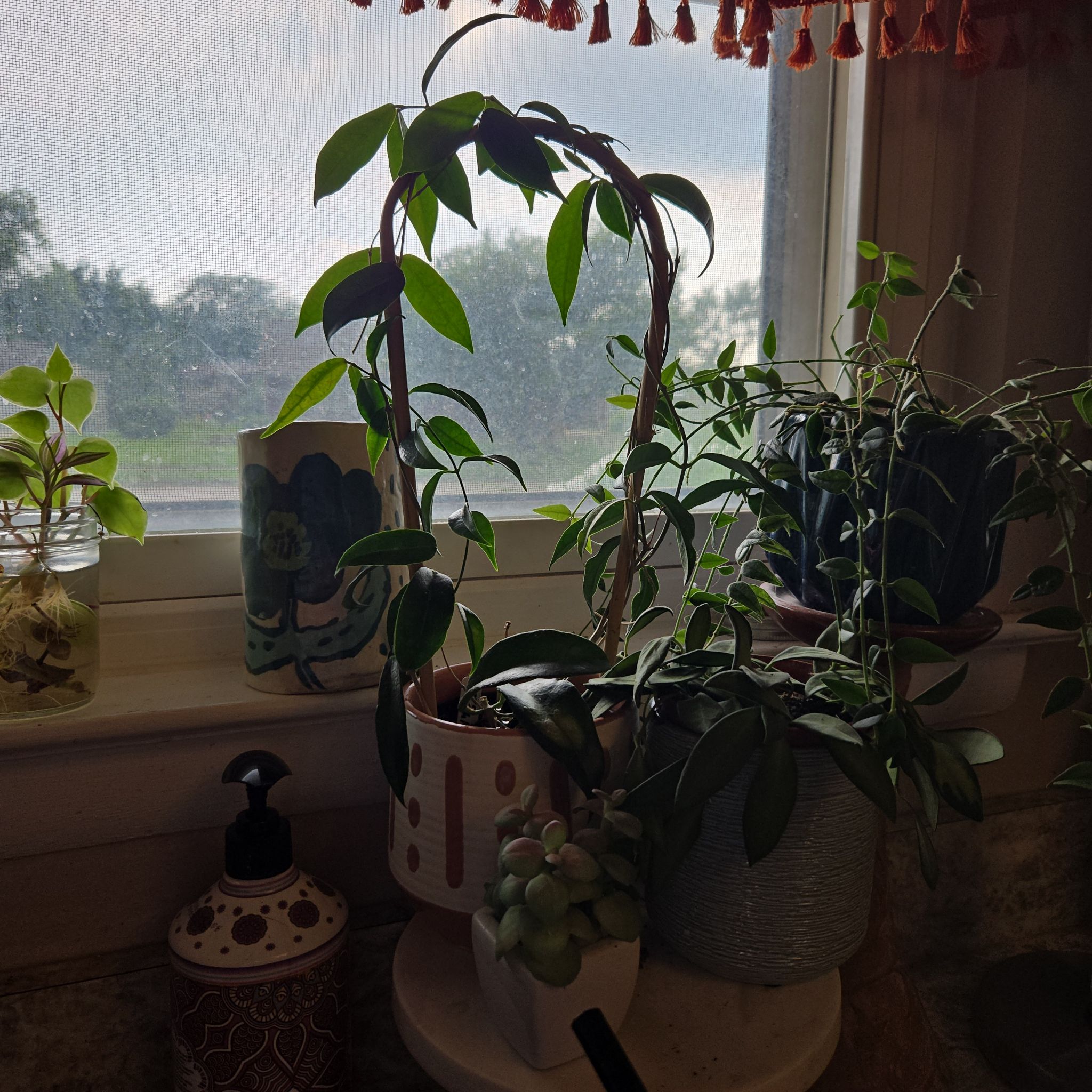Photo of the plant species Hoya betchei by @SuperbProlifica named Hoya chlorantha on Greg, the plant care app