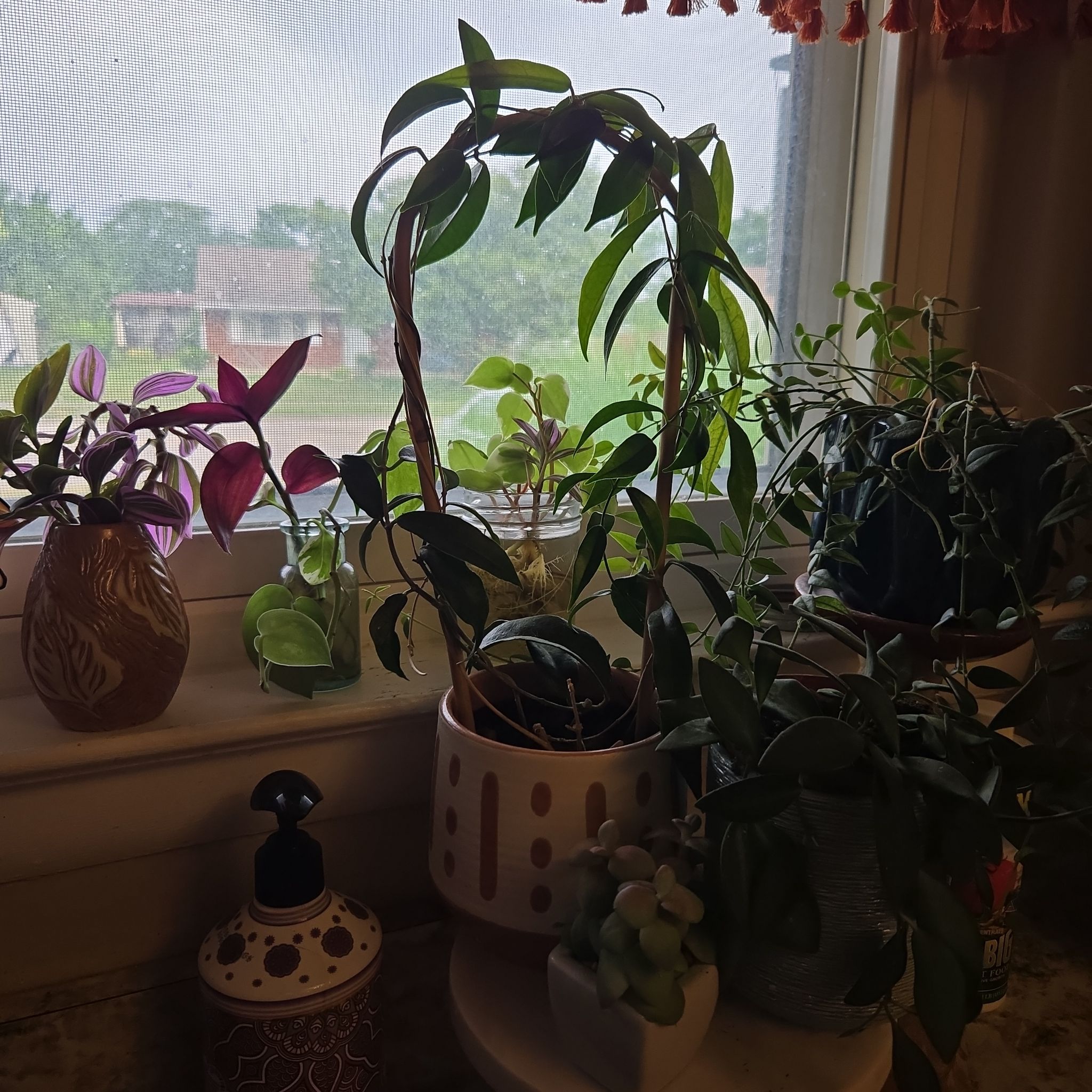 Photo of the plant species Hoya betchei by @SuperbProlifica named Hoya chlorantha on Greg, the plant care app