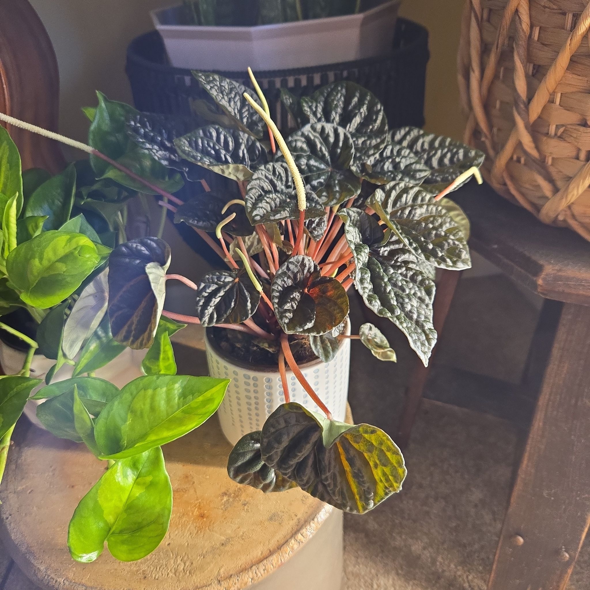 Photo of the plant species Red Ripple Peperomia by @SuperbProlifica named Ripple "Dark Beauty" on Greg, the plant care app