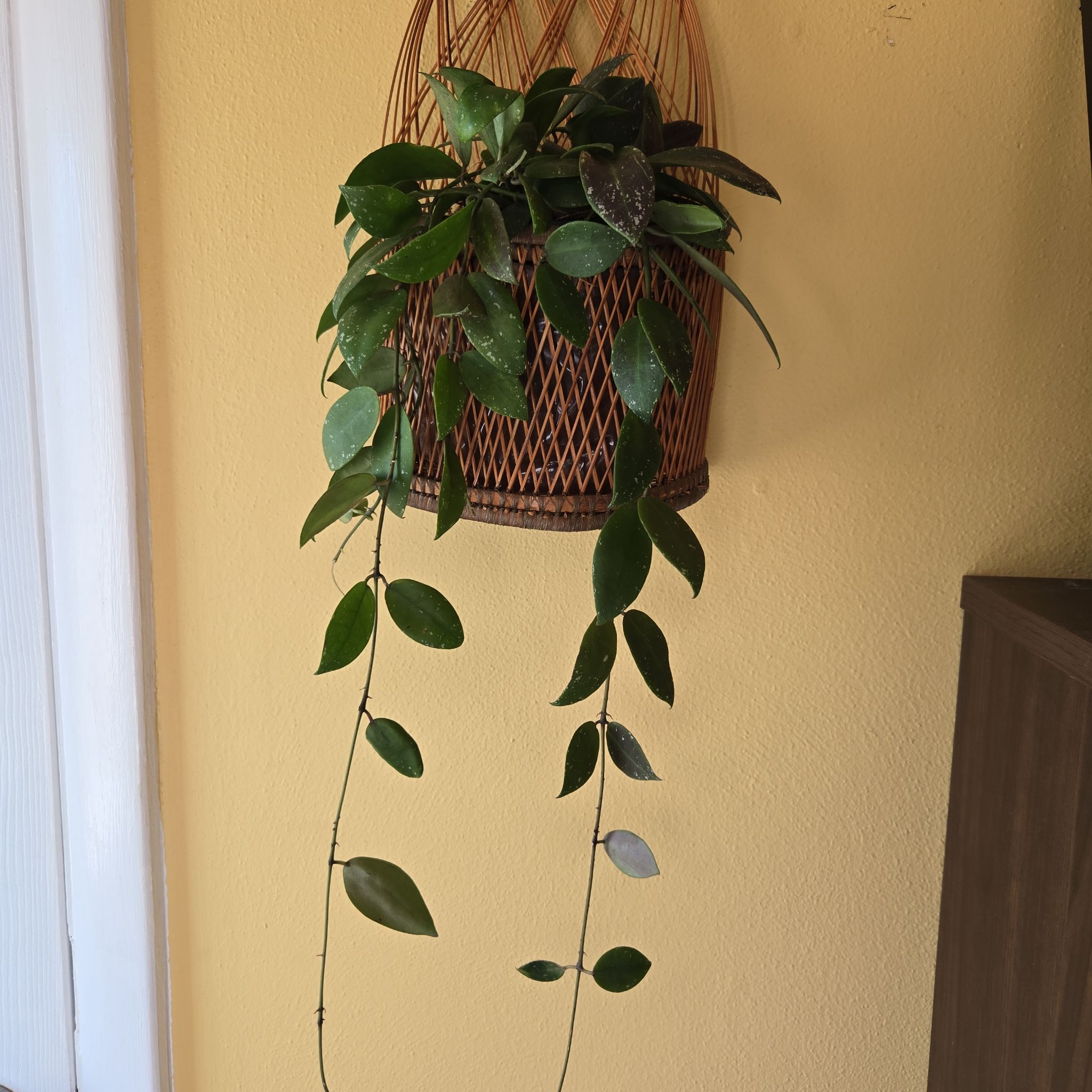 Photo of the plant species Hoya walliniana by @SuperbProlifica named Harper on Greg, the plant care app
