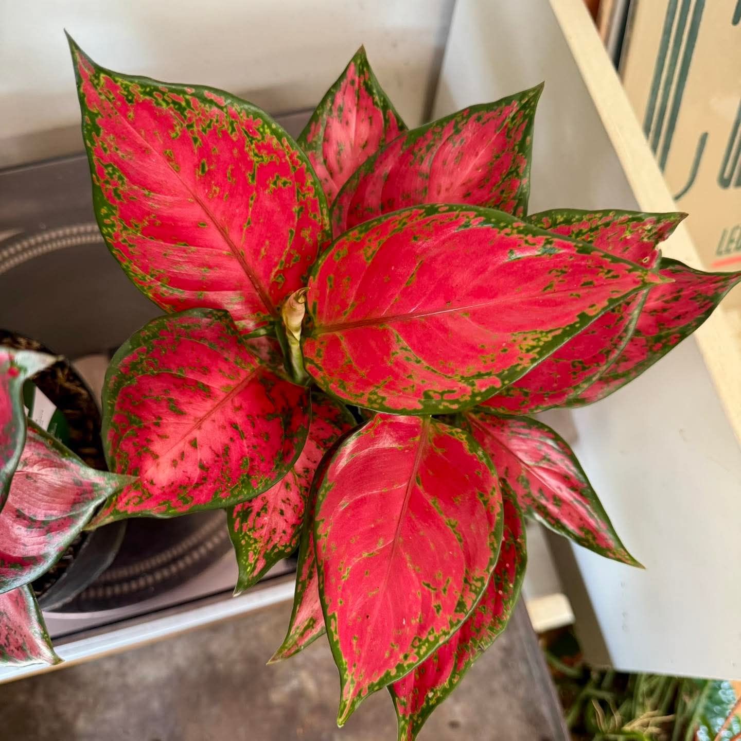 Photo of the plant species Aglaonema 'China Red' by @SuperbProlifica named Aglaonema A028 on Greg, the plant care app