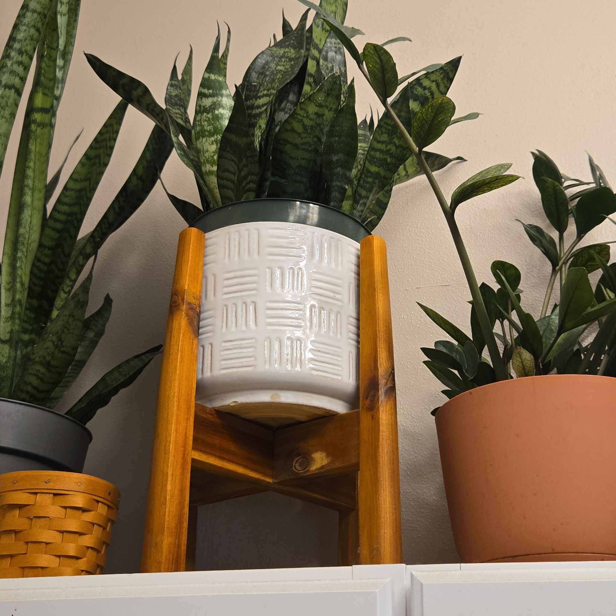 Photo of the plant species Sansevieria zeylanica by @SuperbProlifica named Captain Plant-it on Greg, the plant care app