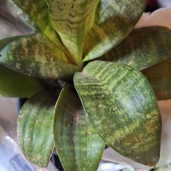 Photo of the plant species dwarf snake plant ocean star by @AnewAutumnfern named Sol on Greg, the plant care app
