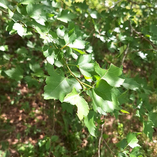 Photo of the plant species Parsley Hawthorn by @AnewAutumnfern named Baesil on Greg, the plant care app