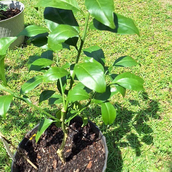 Photo of the plant species Washington Naval Orange by @AnewAutumnfern named Wall-E on Greg, the plant care app