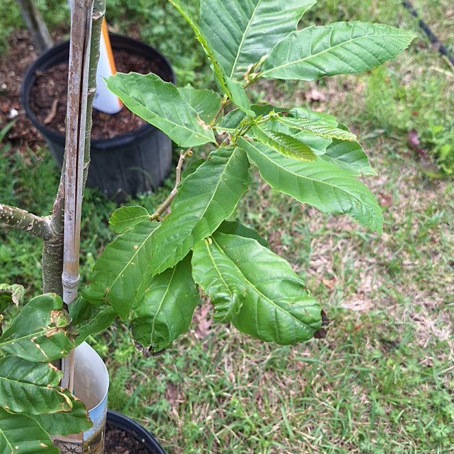 Photo of the plant species American Chestnut by @AnewAutumnfern named Prince on Greg, the plant care app