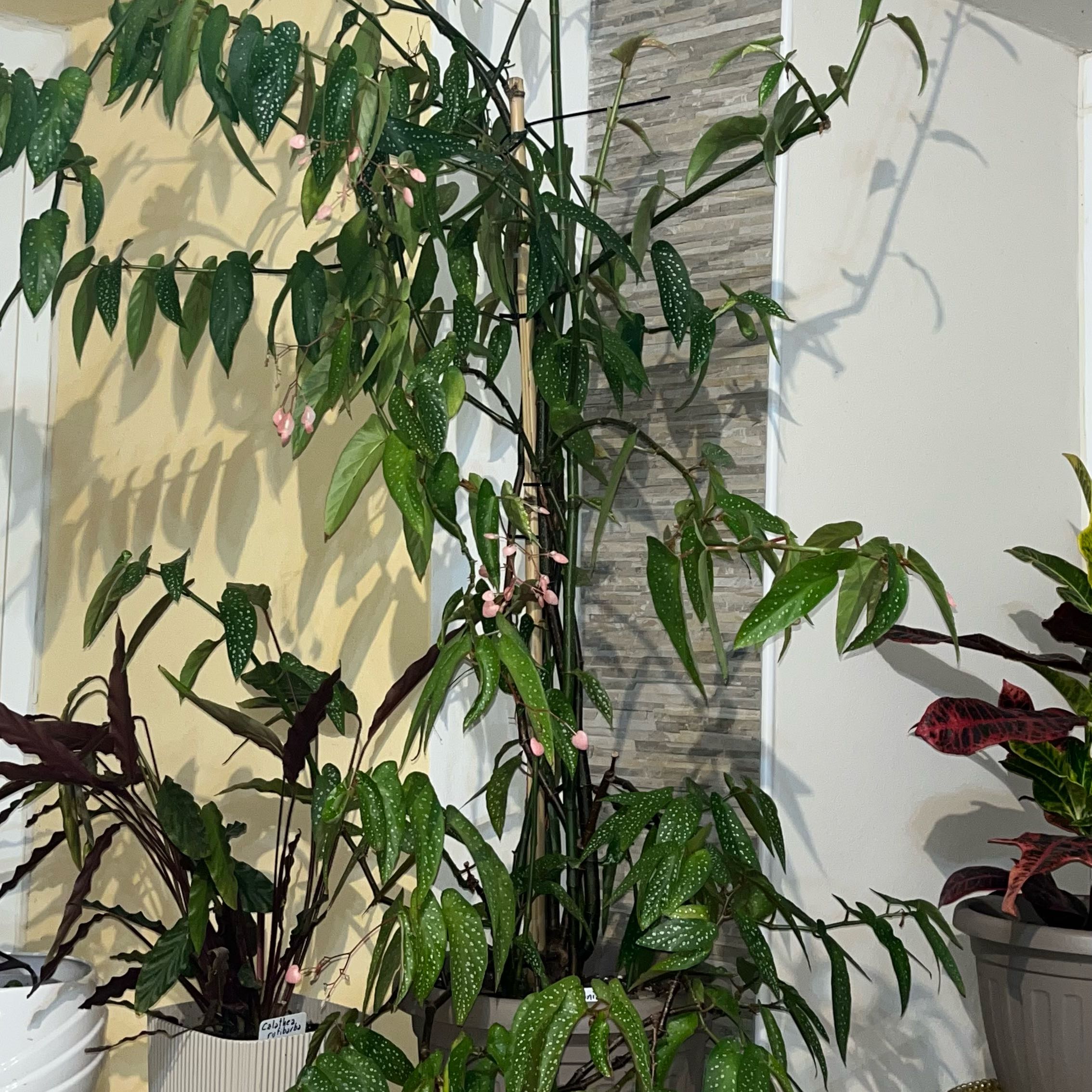 Photo of the plant species Trout Begonia by @ReallyAloepepe named Sahara on Greg, the plant care app